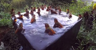 30 Hummingbirds Bathe