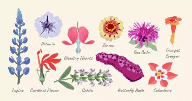 Top 10 Hummingbird Flowers