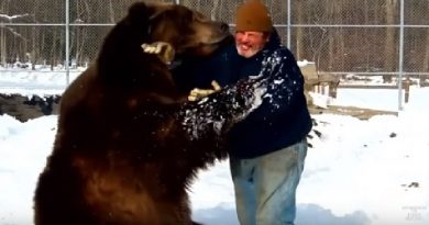 Massive Bear