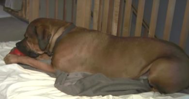 Owner Finds Incompetent Guard Dog Sleeping Alongside Drunken Intruder (VIDEO)