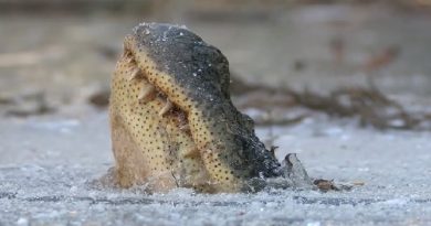 The Animals That Can Freeze and Come Back to Life (VIDEO)