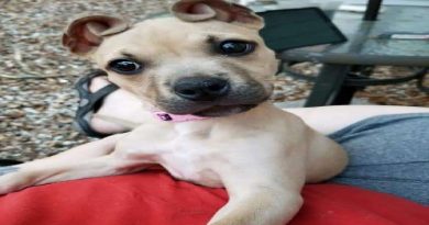Little Puppy Has Most Amazing ‘Cinnamon Roll’ Ears