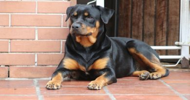 Top 10 Guard Dogs That Will Protect Your Home Better Than A Security System