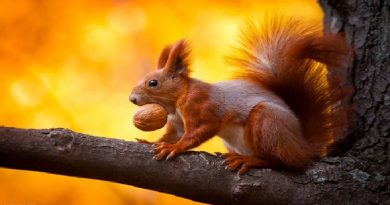 Do Squirrels Ever Forget Where They Put Their Nuts?
