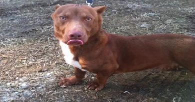 Pit Bull And Dachshund