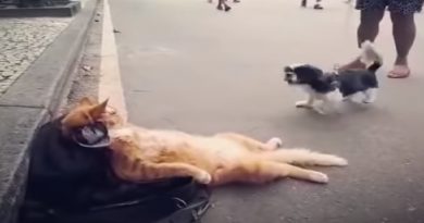 Cool Cat Has no Time to Play with little Dog (VIDEO)