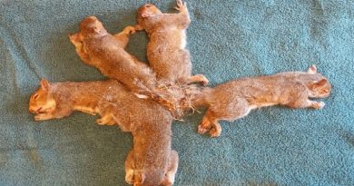 These baby squirrels were found in a hopeless tangle of tails