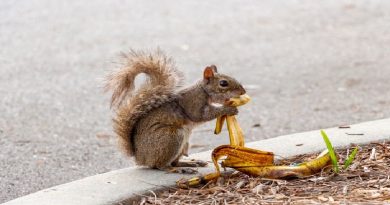 Is It OK To Toss An Apple Core Or Banana Peel Outside? (VIDEO)