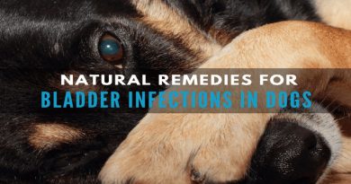 Infection Remedies for Dogs
