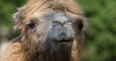 Alexander Camelton, the Baby Camel Taking the Internet by Storm (VIDEO)