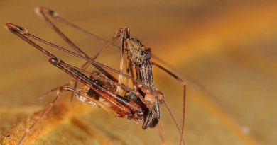 Pelican Spider