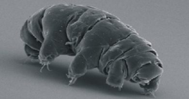 Tardigrade