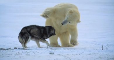 Husky Sled Dogs