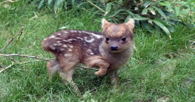 the pudu smallest deer