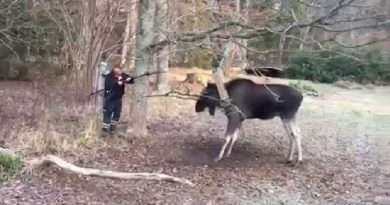 Man Rescues Moose Trapped By Tree Swing In Small Swedish Town (VIDEO)