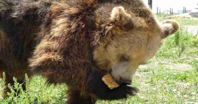 Sad Bear Waited 10 Years For Someone To Save Her From Cage (VIDEO)