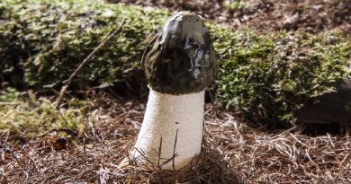 Phallus Impudicus Mushroom