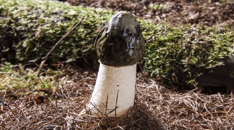 Phallus Impudicus Mushroom
