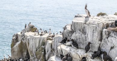 Birds Just Starved Death