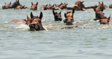 Wild Horses Swim