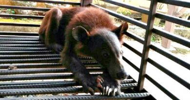 Little Bear Cub Wasn’t Even Recognizable When People Found Him