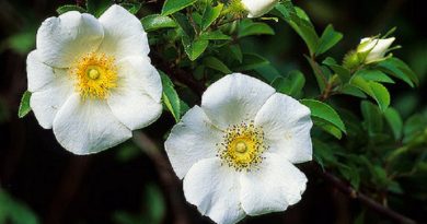 Grow Cherokee Rose