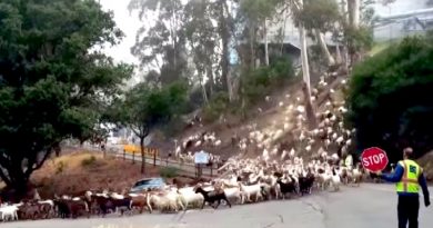 Why Did The 700 Goats Cross The Road?
