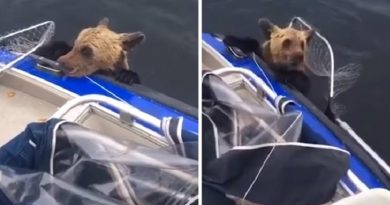 Fishermen Rescue Bear