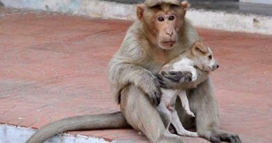 Monkey Found Homeless Puppy