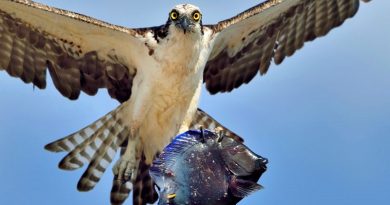 Osprey Clutching Blue Fish