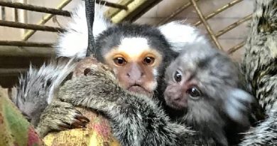 Pet Stores And Online Dealers Are Selling Monkeys in A Trade You’ll Be Shocked is Legal (VIDEO)