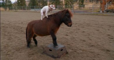 This Little Dog Horse
