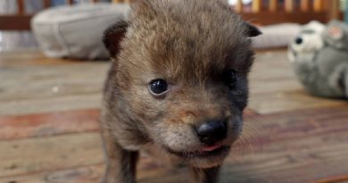 Coyote Puppy