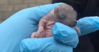 Orphaned Coyote Puppy Gets a Second Chance at Life