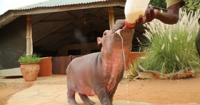 Rescued Hippo Drinks From Bottle