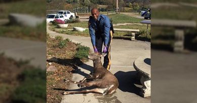 Rescues Deer Drowning in Pool