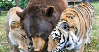 Rescued Bear, Lion And Tiger “Brothers” Refuse To Be Separated After 15 Years Together (VIDEO)