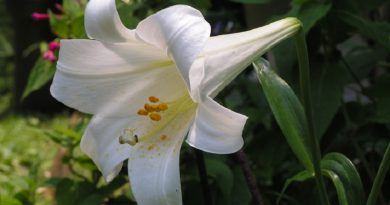 Lily Flower