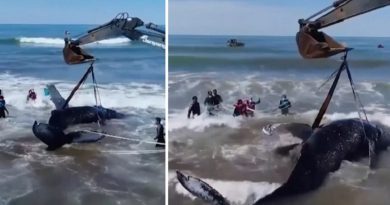Rescue Massive Humpback Whale
