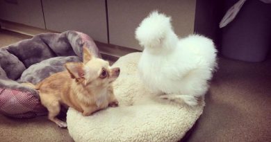 Chihuahua And Chicken
