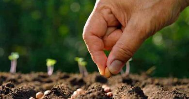 VEGETABLE SEEDS PLANT IN MARCH