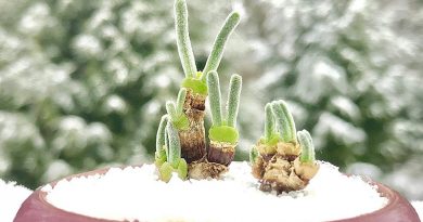 Bunny Succulents