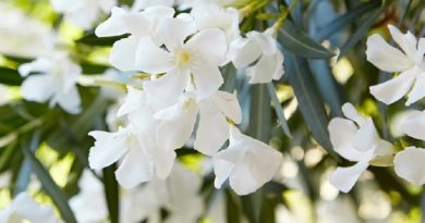 Garden Plants