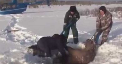 Incredible Rescue Elk