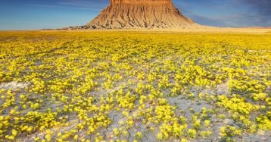 Amazing Desert Beauties Utah