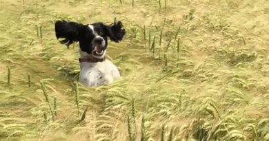 This Video of a Dog Looking for His Owner in a Prairie is Hilariously Adorable (VIDEO)