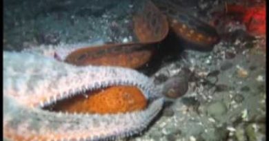 Starfish eat Eel