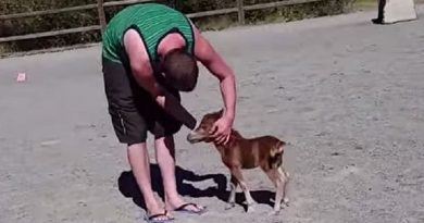 There’s Nothing More Adorable Than This Tiny Horse Who Won’t Stop Chasing His Owner (VIDEO)