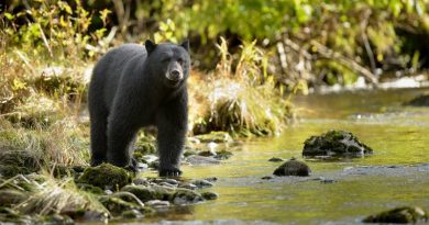 Bears Getting used