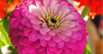 Zinnia Bright Colors